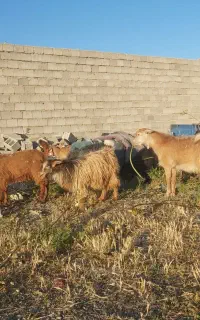 حراج  ۲۱ عدد بزغاله چاق و چله برای نگهداری