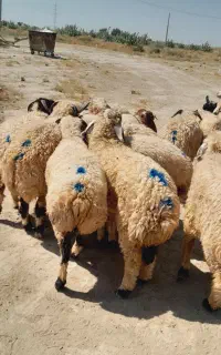 ۲۱راس بره شیشک ۲راس بره ماده دورگ
