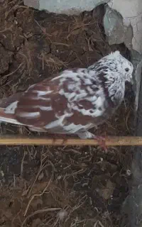 کفتر نر و ماده پرشی