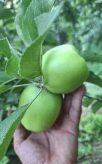باغ سیب