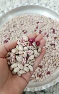 لوبیا تمیز و باکیفیت آذربایجان ـ تازه و درجه یک