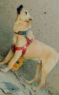 سگ نگهبان افغان عراق