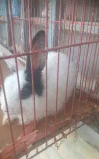 خرگوش