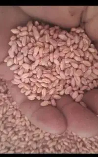 فروش بذر گندم ابی پیشگام