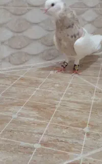 کبوتر‌طو‌قی