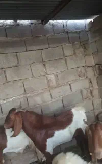 نری وبز پاکستانی کهره نر