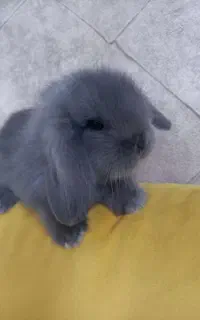 بچه خرگوش نژاد لوپ