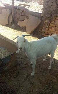 یک راس بز ابستن