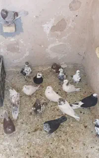 حراج کفتر نر ماده دونه ای ۲۰۰