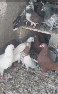 کفتر یجایی رنگ و پرش