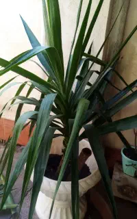 یوکا