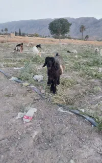 بره نر