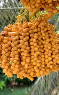 خارک برحی درجه ۱