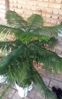 گل طبیعی