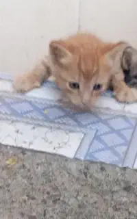 بچه گربه