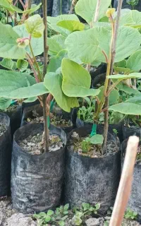 نهال کیوی