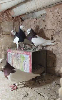 کفتر