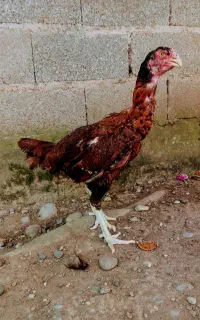 مرغ لاری قلم سبز