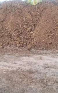 کودگاوی خالص