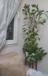 گل پتوس بسیار سرحال ودرحال رشد