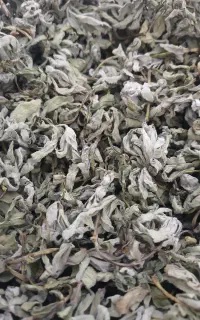 پونه کوهی