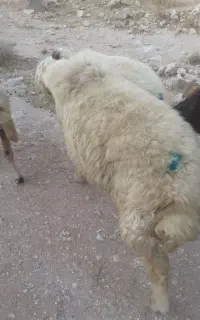 ورن درجه یک نامبروان