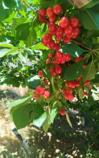 استخدام کارگر کشاورزی