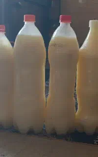 روغن بز و گوسفند فروشی