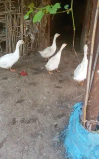 قو غاز3عدد