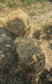 یونجه و علوفه چین دوم