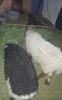میش با بره