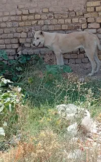 سگ ماده