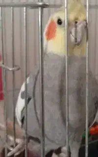 فروش عروس هلندی سخنگو