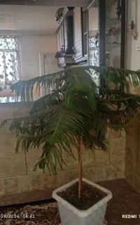 گل طبیعی مطبق