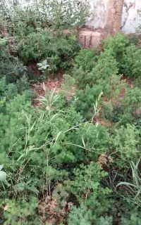فروش بوته اسپار(گردی درختی)