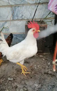 خروس 7ماه