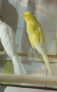 ۵ عدد قناری  رسمی ‌بلند