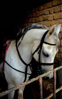 سیلمی کرد عرب