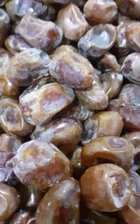 فروش خرما