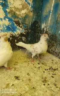 کفتر پرنده