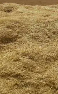 کاه جو