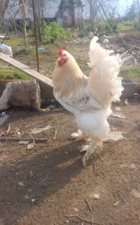 جوجه برهما با اصالت