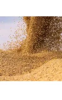 سویا برزیل درجه ۱