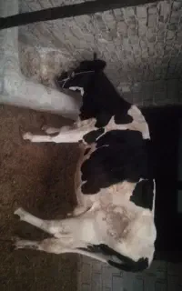 فروش گاو جوان و اصیل نژاد شیری