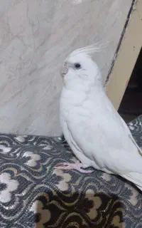 عروس هلندی گمشده