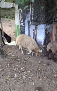 گوسفند نر پنج ماهه