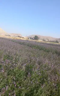 نعنا عرق گیری