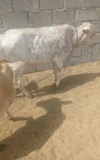 گاو گوساله