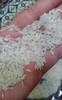 برنچ فجر