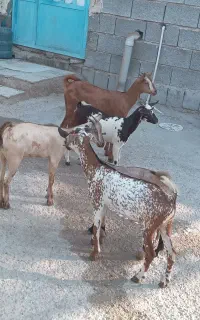 کهره صلاله